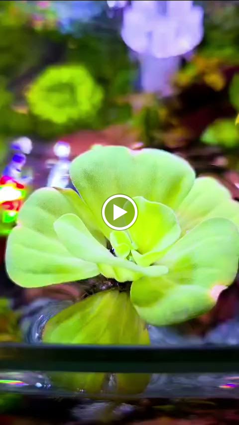 Lucky Flowers & Plants -24 hours flower shop Dubai-Indoor plants maintenance - صورة 3