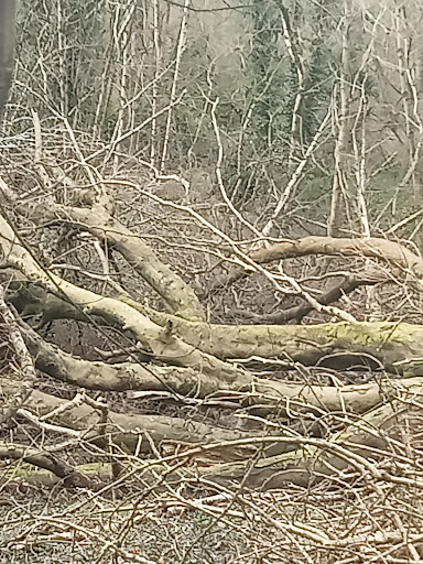 Mountsandel Wood - Thumbnail
