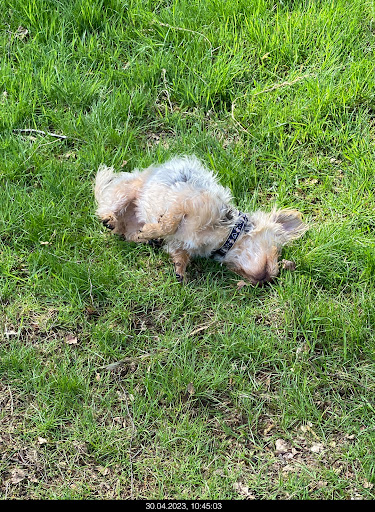 Hundebadeanstalt Wingst - Thumbnail