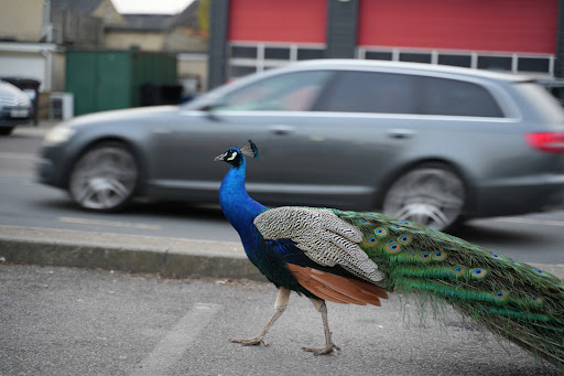 Newlands Road Car Park Gallery - United Kingdom