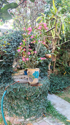 El jardín de las Orquídeas - Thumbnail
