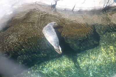 Sea Lion Pool