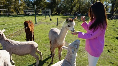 Photos of Gem Alpaca Stud