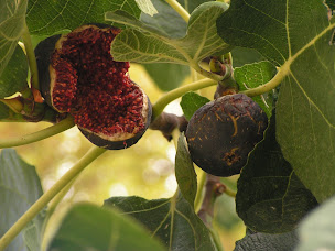 Photo n°63 de Ty'Galis gîte et chambres d'hôtes à Lectoure. à Lectoure (Chambre d'hôtes)