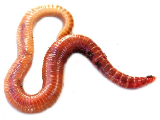 WORM INFECTION  post image