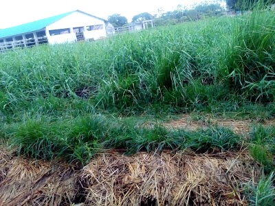 Photos of Buffalo Breeding and Development Farm
