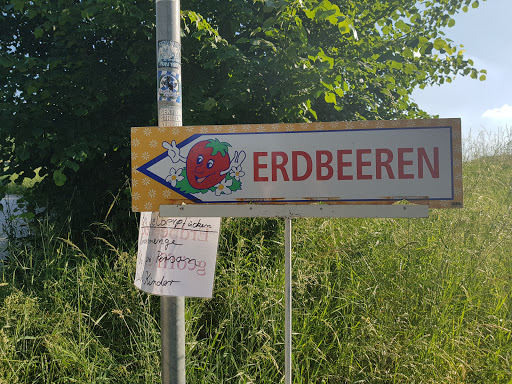 Erdbeerplantage Regensburg - Thumbnail