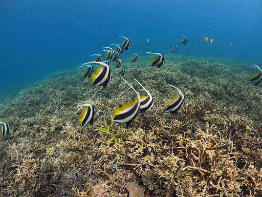Serene Cruise Koh Tao