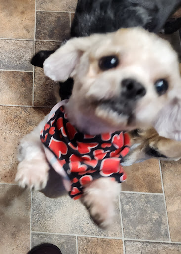 Bertie County Humane Society - Thumbnail