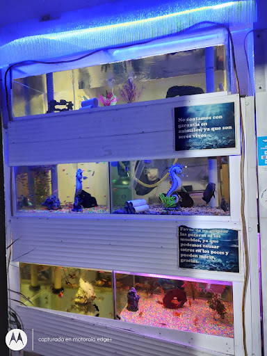 Acuario y alimentos "El Patrón" - Thumbnail