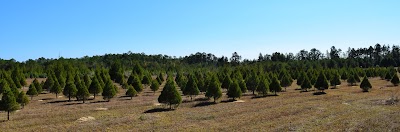 Photos of Strickland Christmas Tree Farm