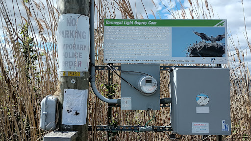 Barnegat Light Osprey Cam - Thumbnail