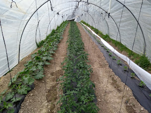 Photo n°2 de Les Restanques d'Aurélien à L'Escarène (Ferme bio)