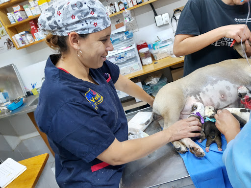 LMVets Servicio veterinario