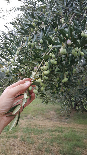 Azienda Agricola Miani,Olio Extravergine D Oliva - Thumbnail