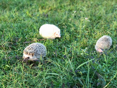 Photos of Sun Yat Sen Park