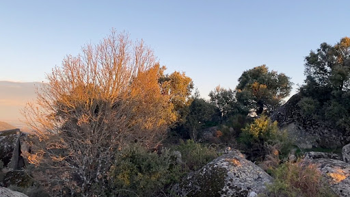 Calamocho - Thumbnail