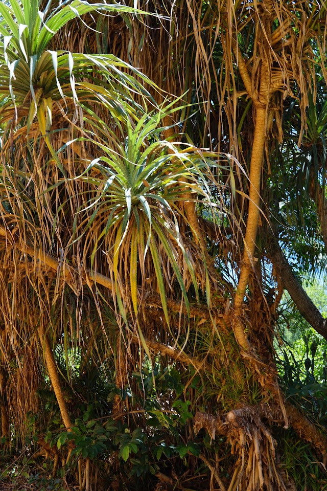 Fairy Stream, Mui Ne