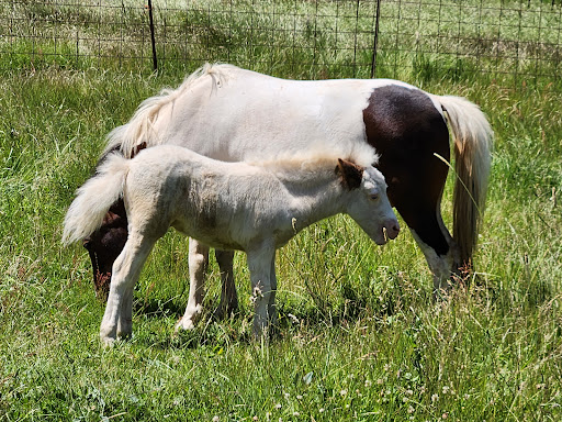 Tollen Farm - Visual
