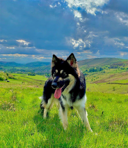 My Dog Field