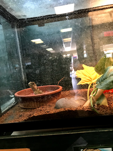 Fancy's Pets - Visual