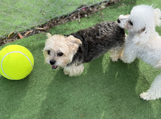Tanks Place Dog Boarding & Daycare