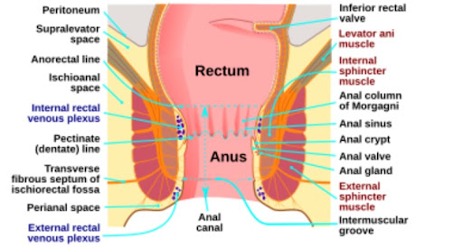 Understanding Anorectal Problem Piles, Fissure, Fistula is important for early identification and… post image