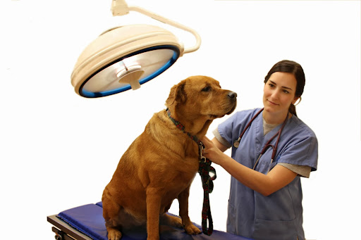Millis Animal Hospital - Thumbnail