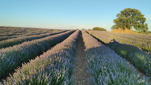 Campo de Lavanda El Marañal - Thumbnail