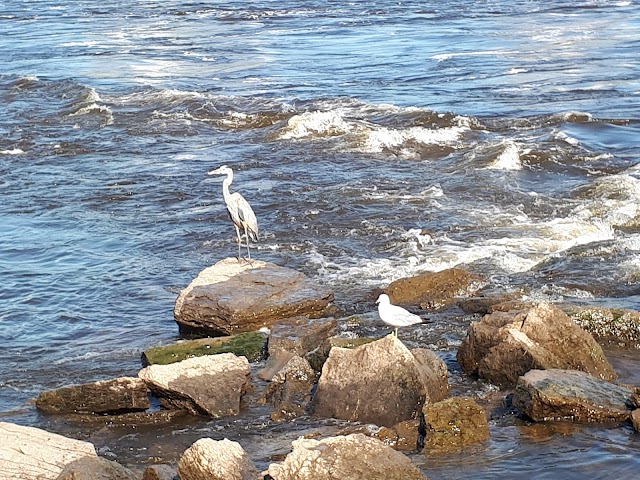 Parc-nature de l'Île-de-la-Visitation