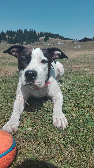 Ambulatorio Veterinario Pizzini Fabrizio