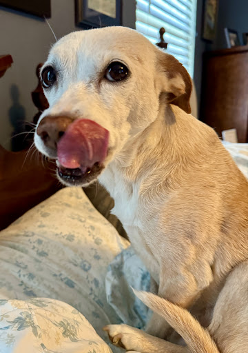 Belle Forest Animal Hospital - Thumbnail