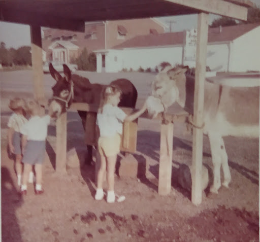 Cornell University Equine Hospital - Thumbnail