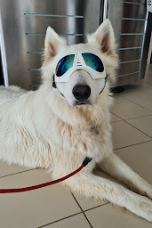 Photo n°4 de Clinique Veterinaire Lartigat à Avignonet-Lauragais (Vétérinaire)