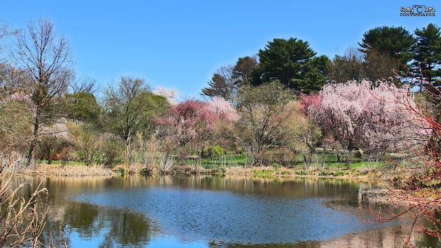 Arnold Arboretum of Harvard University