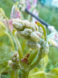 Photo n°20 de Domaine du haut montlong MONBAZILLAC ET BERGERAC à Pomport (Établissement vinicole)