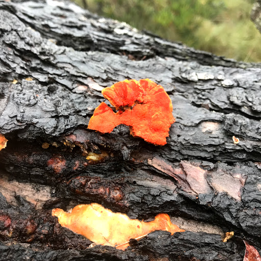 Barcoo Swamp Campground - Thumbnail