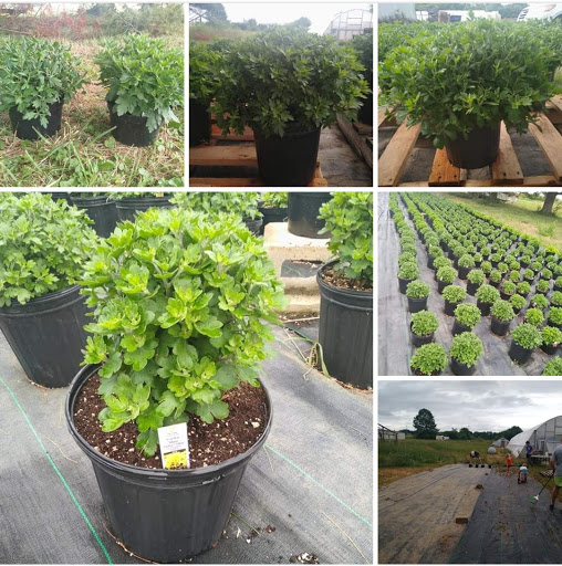 Roberts Greenhouse - Thumbnail