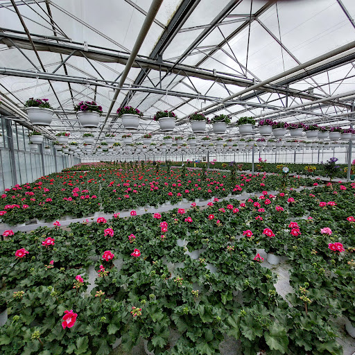 Blumen Klemke - Thumbnail