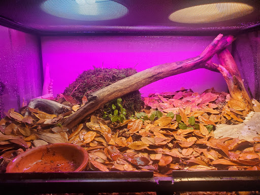 Permian Exotics - Visual
