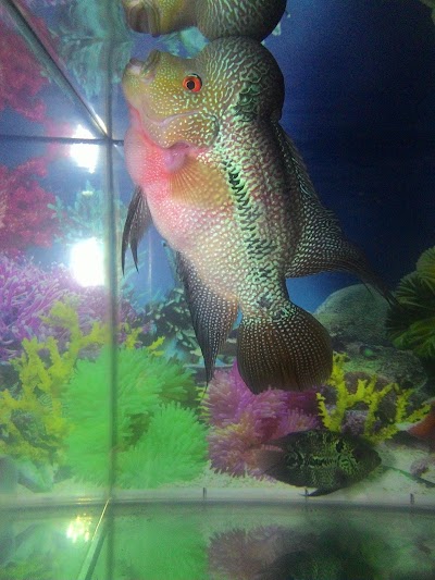 Photos of SITU COGREG
