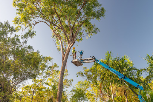 ArborWork Tree Services - Thumbnail