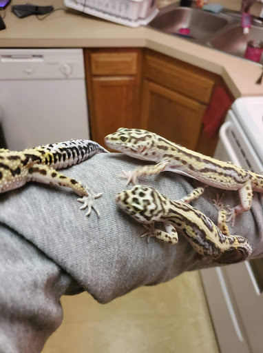 INDIANA REPTILE BREEDERS EXPO *once a month* - Thumbnail