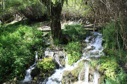 Bosque encantado de Higueras - Thumbnail