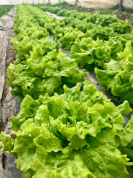 Photo n°16 de Les Jardins de Laurière à Feneu (Maraîcher)