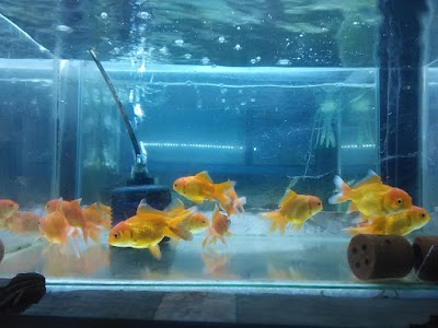 Photos of Toko Ikan Hias Syarif Fish