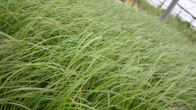 Reviews of McLaren's Nurseries Ltd in Glasgow - Landscaper