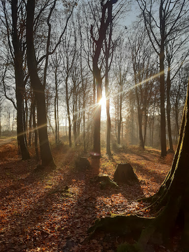 Roruper Holz - Thumbnail