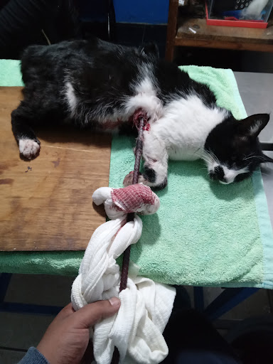 Consultorio médico veterinario Dr Oscar Flores (neptuno) - Thumbnail