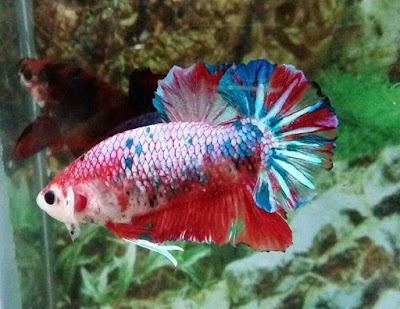 Photos of Toko Ikan Aladdin Tegal Binangun